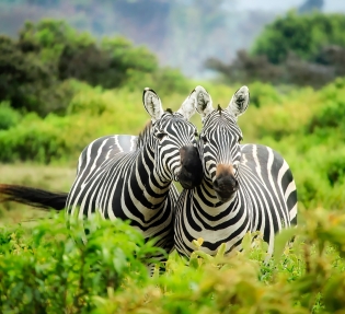 Сафари в Кения! Сафари в Африка 2025