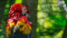 Коста Рика - екзотика и приключения!