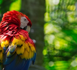 Коста Рика - екзотика и приключения!